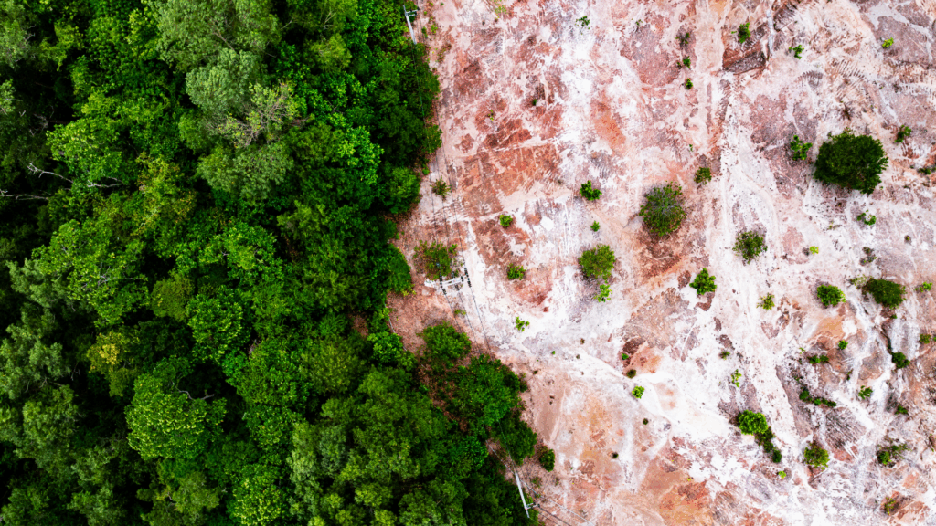 Na jednej połowie obrazka gęsty las, na drugiej teren po wycince - symbol regulacji EUDR
