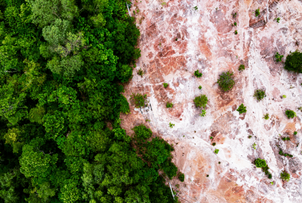 Na jednej połowie obrazka gęsty las, na drugiej teren po wycince - symbol regulacji EUDR