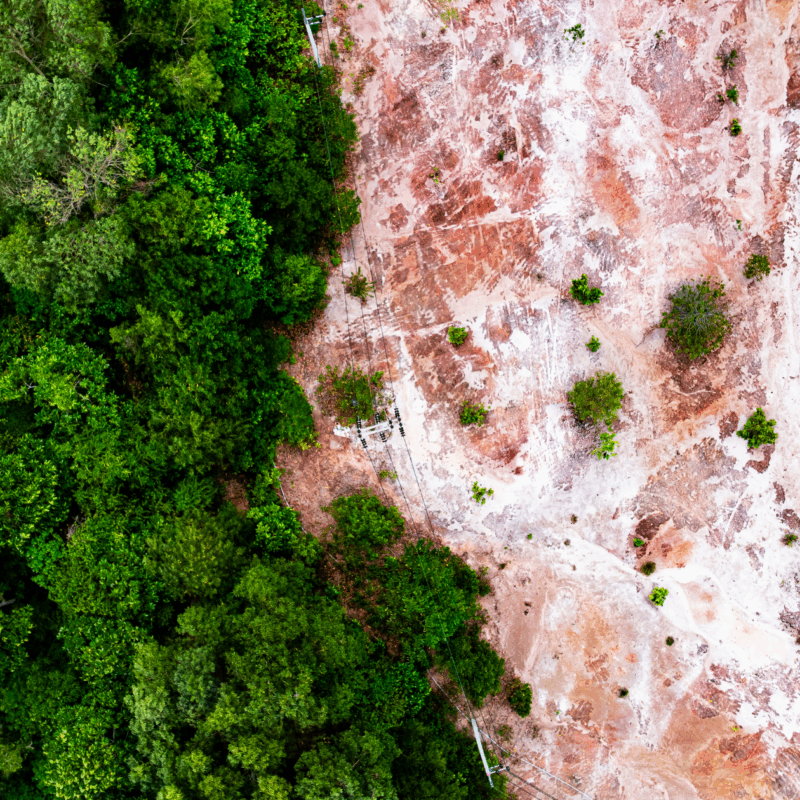 Na jednej połowie obrazka gęsty las, na drugiej teren po wycince - symbol regulacji EUDR