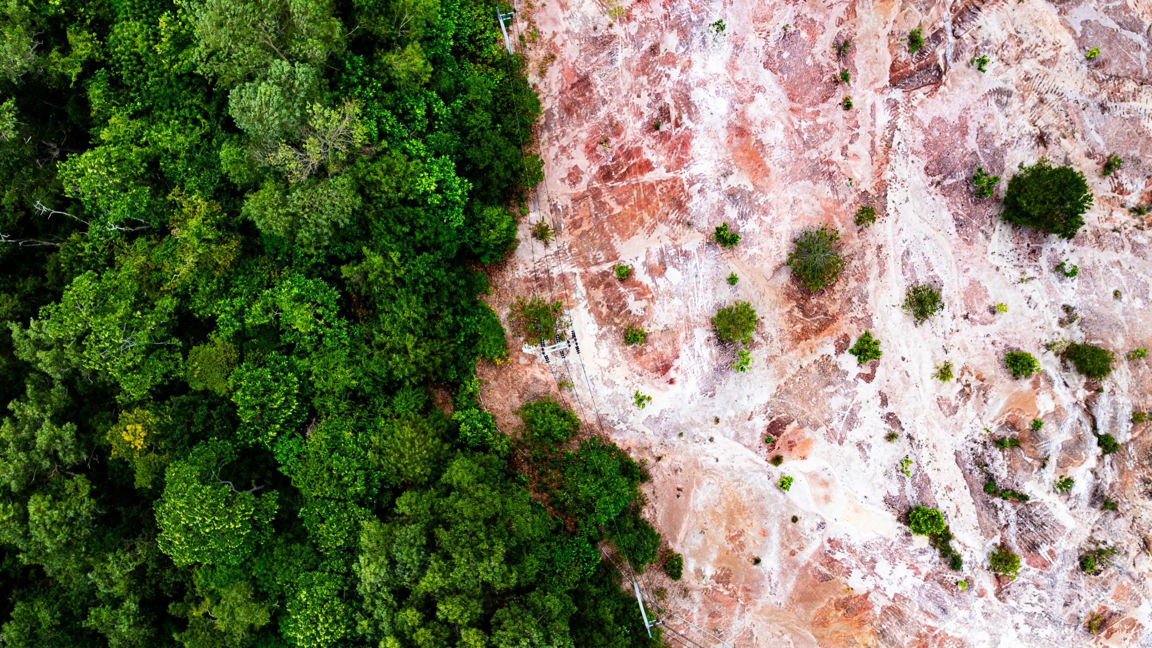 EUDR – co oznacza dla firm i jak KLL-ERP wspiera spełnienie nowych wymogów?